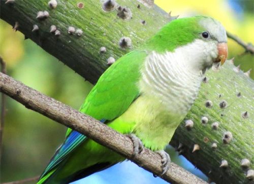 Searching for Parrots in…Europe?