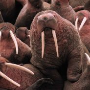 Alaskan Village Working on Anti-Tourism Campaign