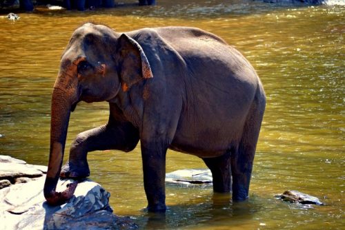 Elephant Saves Man From Perceived Drowning