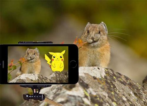 Go and Find the Real Pikachu