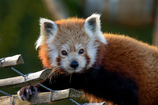 Red panda