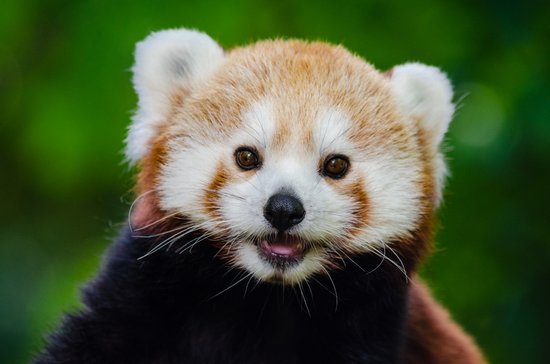red panda