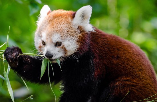 red panda