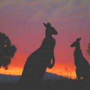 Best Places to Spot Iconic Australian Wildlife in the Wild