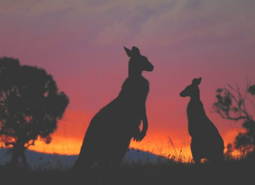 Best Places to Spot Iconic Australian Wildlife in the Wild