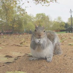 Outdoor Adventures in London’s Best Parks