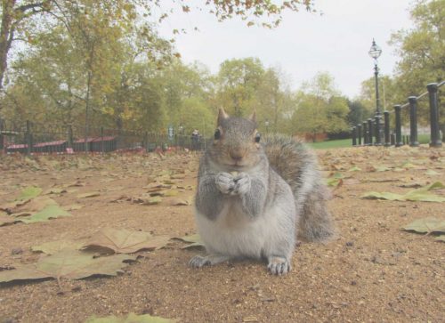 Outdoor Adventures in London’s Best Parks