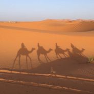 Experience a Famous African Desert Dune Safari