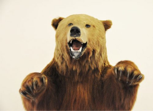 The Dark Side of Taxidermy