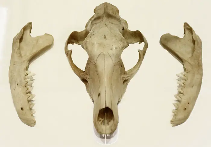 tasmanian tiger skull thylacine