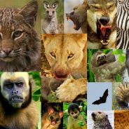 Top Destinations for a Truly Wild Experience