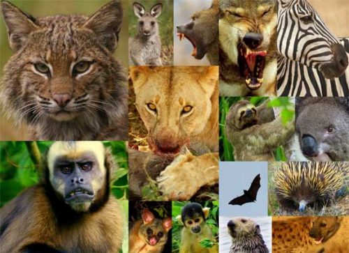 Top Destinations for a Truly Wild Experience