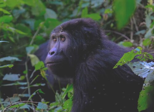 The Best Places to See In Uganda