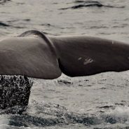 Japan’s Whale Hunt Under Debate and Scrutiny