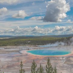 Travel to Yellowstone: A Wildlife Guide to the Park’s Most Interesting Animals